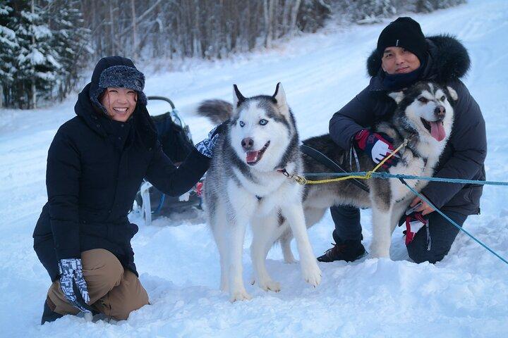 Free Pickup/Drop off: Dog Sledding with Free Photo in Fairbanks