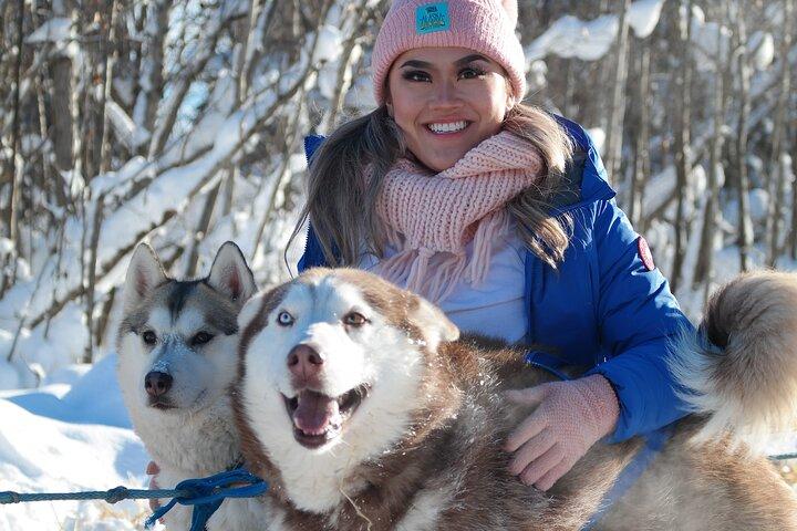 Free Pickup/Drop off: Dog Sledding with Free Photo in Fairbanks