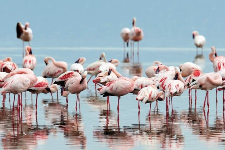 4-Day Masai Mara and Lake Nakuru Safari Tour from Nairobi