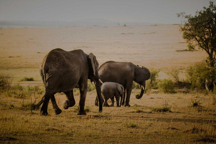 3-Day Masai Mara Budget Camping Safari from Nairobi