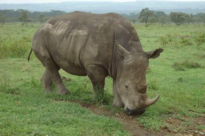3-Day Masai Mara Budget Camping Safari from Nairobi