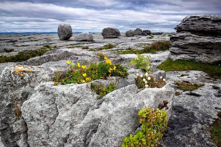 Walk in Burren National Park Clare. Guided. 4 hours.