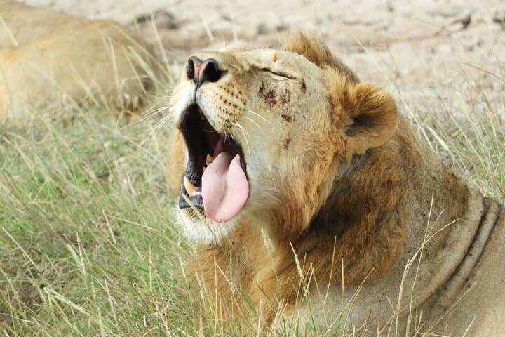 Amboseli Day Tour from Nairobi