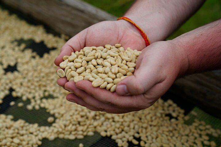 Private Meru Coffee Tour in Nkoaranga