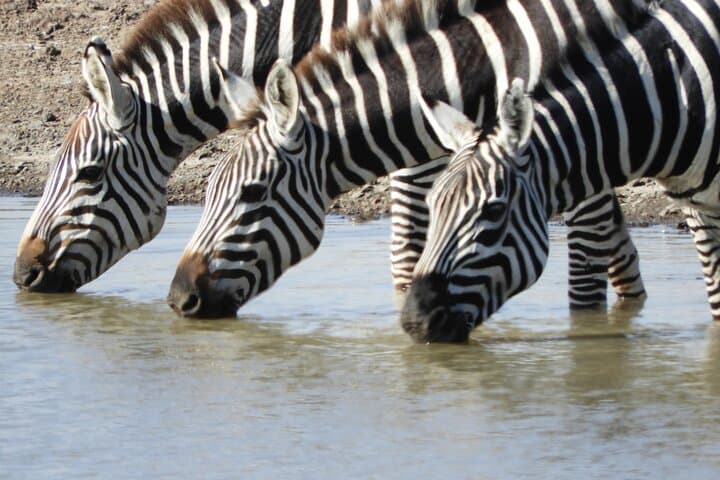 Nairobi National Park shared Drives