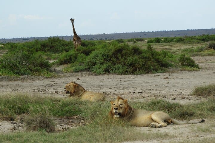 Nairobi national park drive Private tour