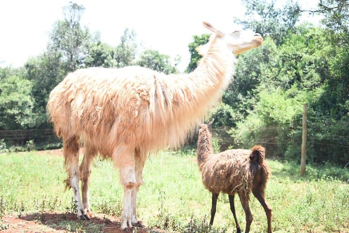 Family Fun Vacation Safari-Hiking and Walking Budget Tour 5 days