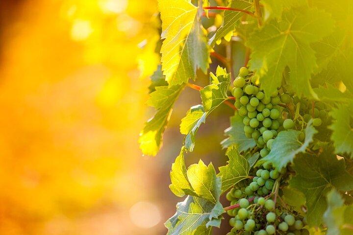 Private Wine Tour in Niagara-on-the-Lake w/ cheese & charcuterie