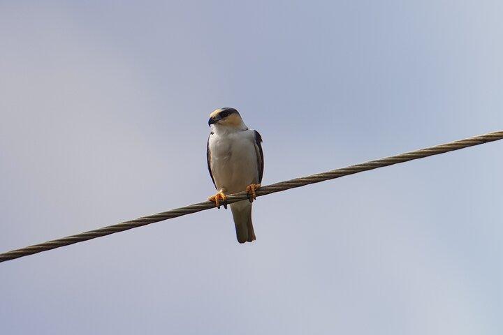 Birdwatching Tour in Monteverde