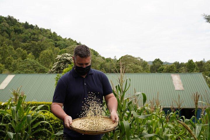 Private Meru Coffee Tour in Nkoaranga