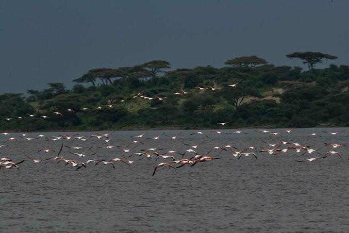 Big Five Safari In Tanzania