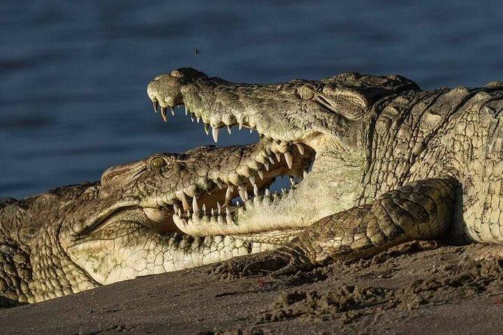 Big Five Safari In Tanzania