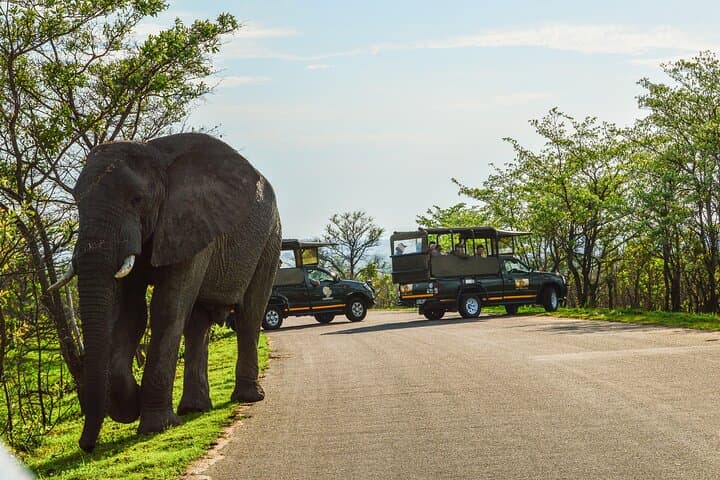 Kruger National Park Full Day Private safari