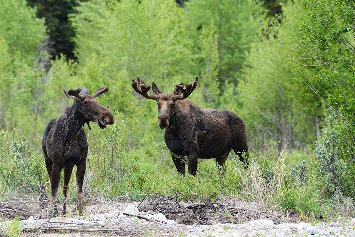 Luxury Private Half-Day Grand Teton National Park Tour