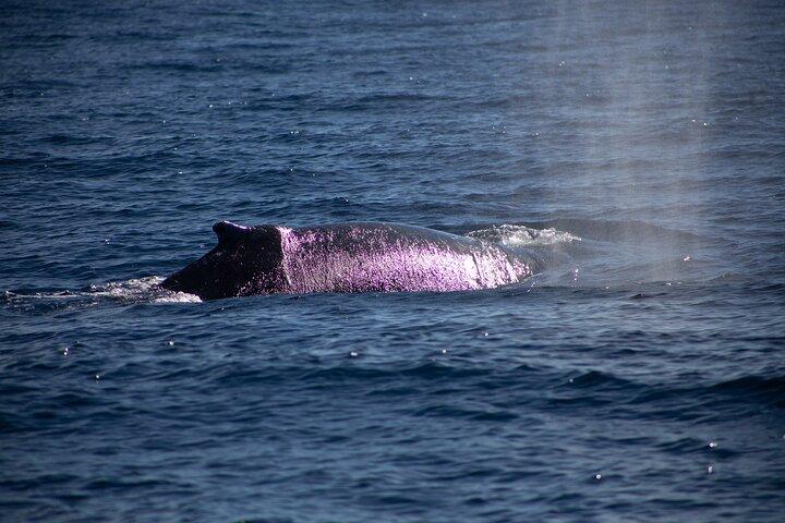 Los Cabos Whale Watching Cruise Including Breakfast