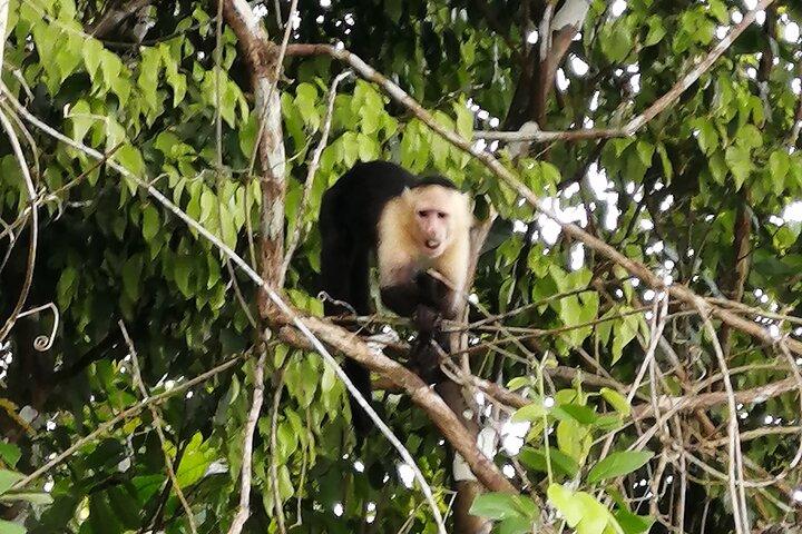 Panama City, Lake Gatun Adventure : Monkey Island