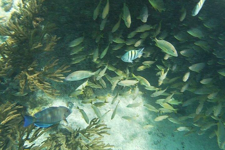 Isla Mujeres Snorkeling Adventure at the Underwater Museum