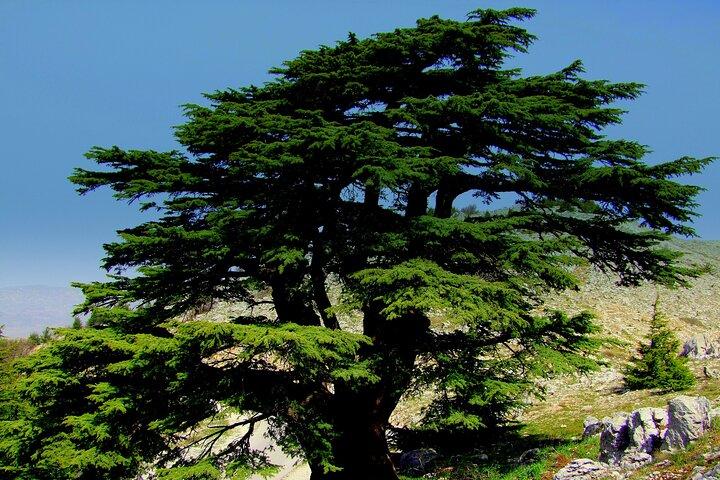 Private Tour: Cedars of Lebanon, Kozhaya and Besharreh Day Trip from Beirut