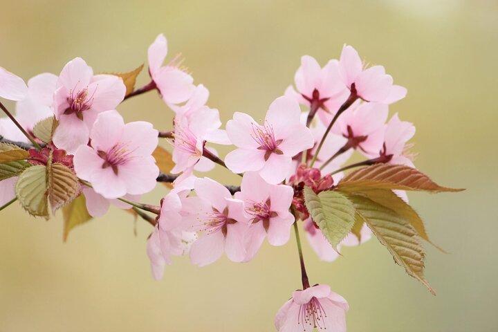 Nagano Spring: 1-Day Cherry Blossoms & Snow Monkeys Guided Tour