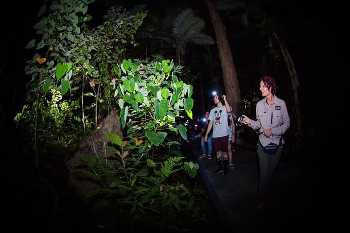 Cairns: Night Wildlife Walk in the Botanic Gardens