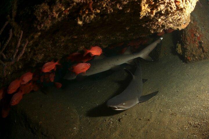 2-Tank Scuba Dive in Cabo San Lucas Reserve for Certified Divers