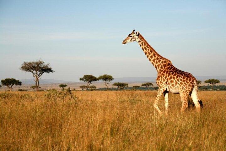 4 Days Group Joining Camping Tanzania safari