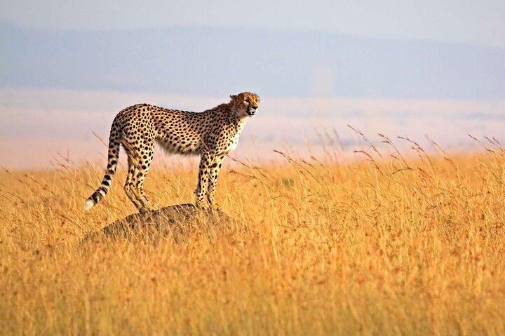 4 Days Group Joining Camping Tanzania safari