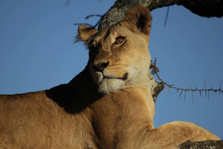 Lake Manyara, Serengeti & Ngorongoro Crater