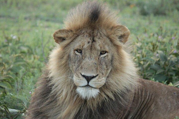 Lake Manyara, Serengeti & Ngorongoro Crater