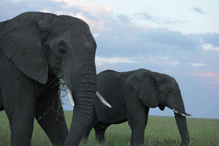 Lake Manyara, Serengeti & Ngorongoro Crater