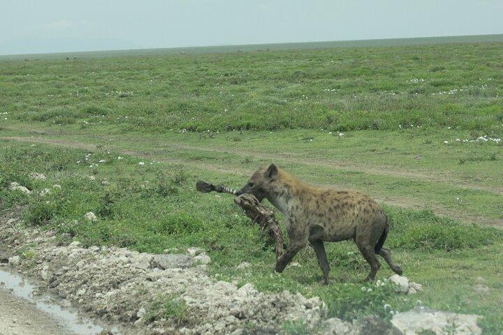 Lake Manyara, Serengeti & Ngorongoro Crater