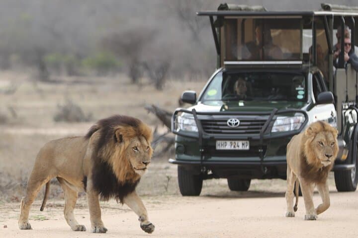Kruger National Park Full Day Private safari
