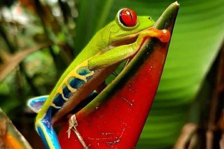 Frogs-Sloths-waterfall-Coffee and Chocolate Tour