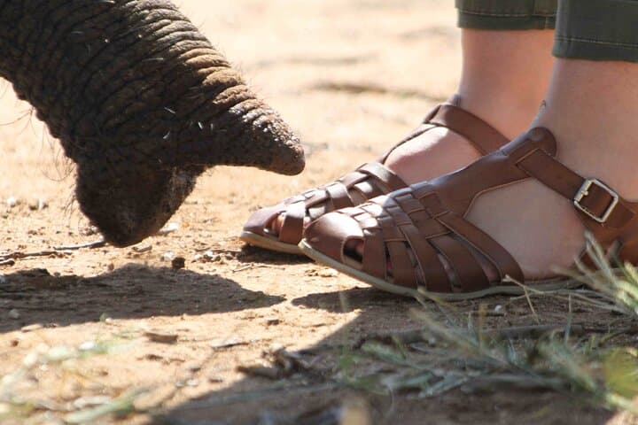 90-minute Elephant Watching Experience in Hoedspruit