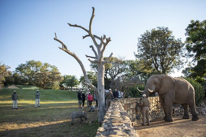 90-minute Elephant Watching Experience in Hoedspruit