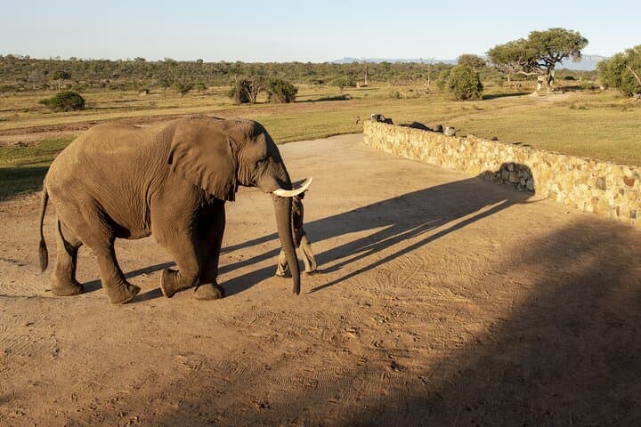 90-minute Elephant Watching Experience in Hoedspruit