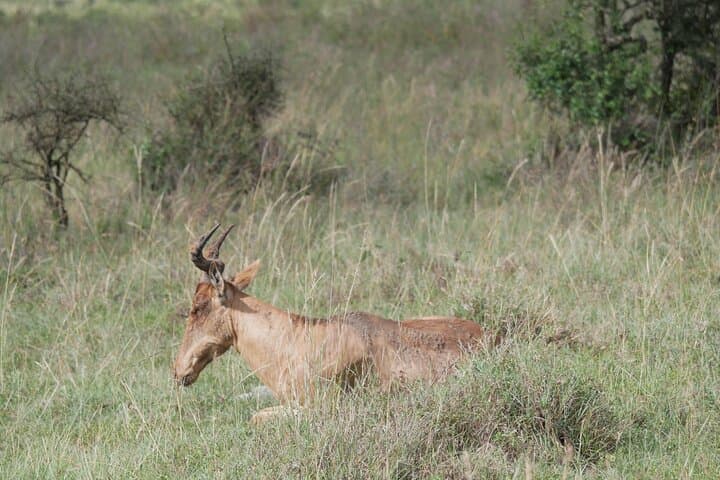 Nairobi National Park , Giraffe center & Elephant Orphanage
