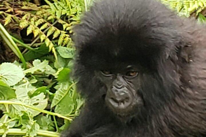 1 Day Mountain Gorilla Trekking in Volcanoes National Park