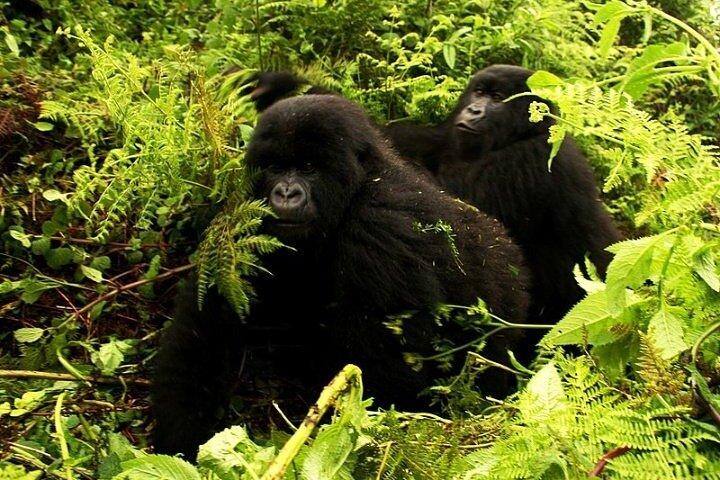 1 Day Mountain Gorilla Trekking in Volcanoes National Park