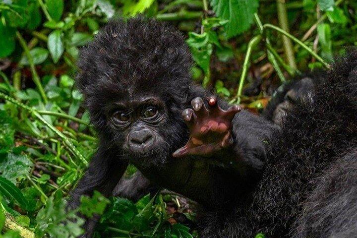 1 Day Mountain Gorilla Trekking in Volcanoes National Park