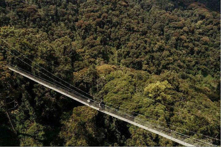 2 Days Chimpanzee trekking & Canopy Walk in Nyungwe National Park