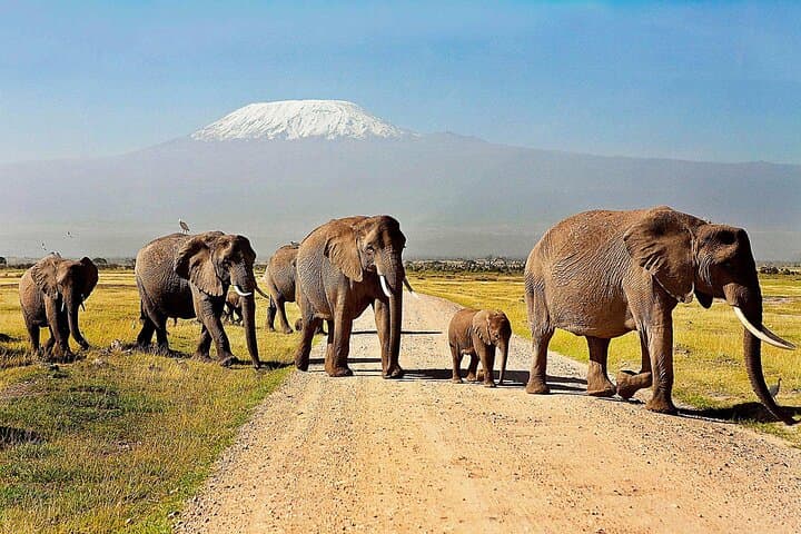 Amboseli National Park Day Trip & Game drive