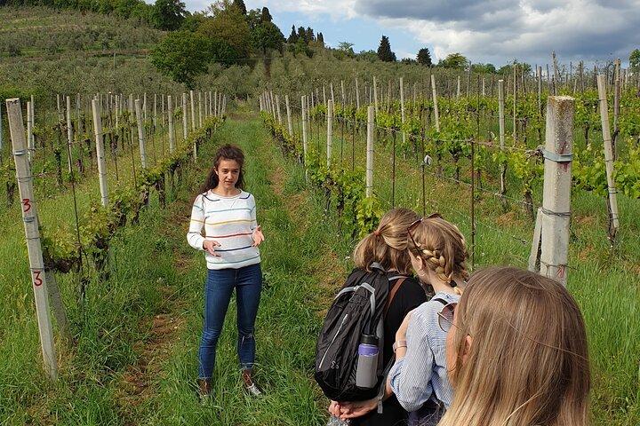 Wine Tour of two Chianti wine estates on the hills of Florence