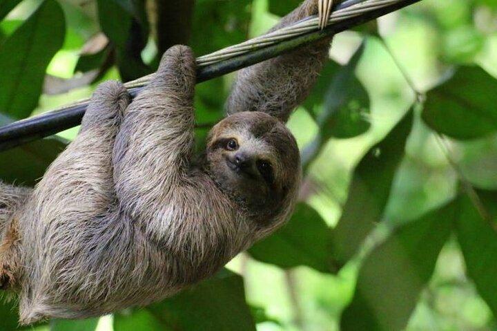 Explore Rainforets Sloth Discover Spectacular Waterfall