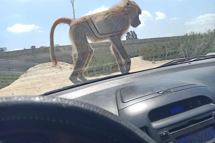 8-Hour Africa Safari Park Private Tour from Cairo with Hotel Pickup and Drop-off
