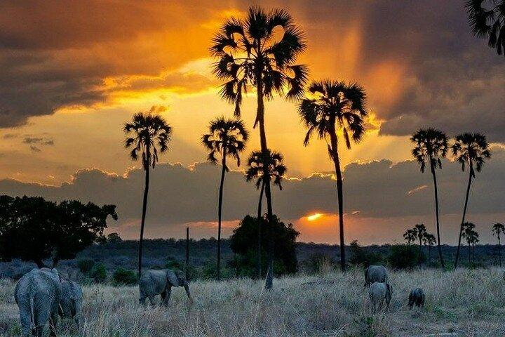 Private Full-Day Trip to Mikumi National Park from Dar es Salaam