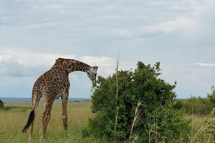 Nairobi national park and Giraffe center