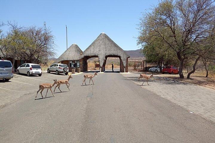 Pilanesberg Safari Open vehicle game Full Day