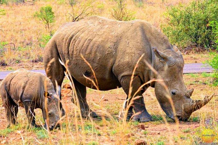 Pilanesberg Safari Open vehicle game Full Day