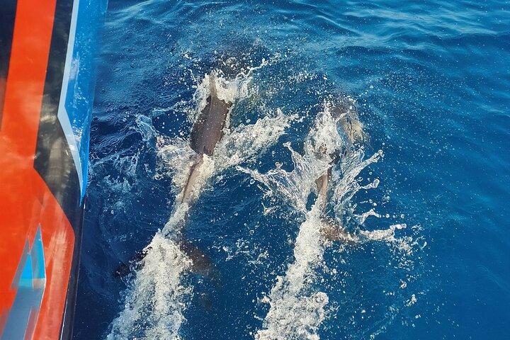 Benagil Caves and Dolphin Watching - 2.5h